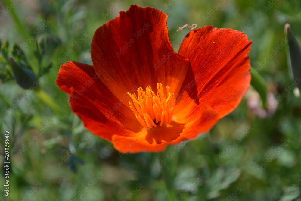 flowers flowers