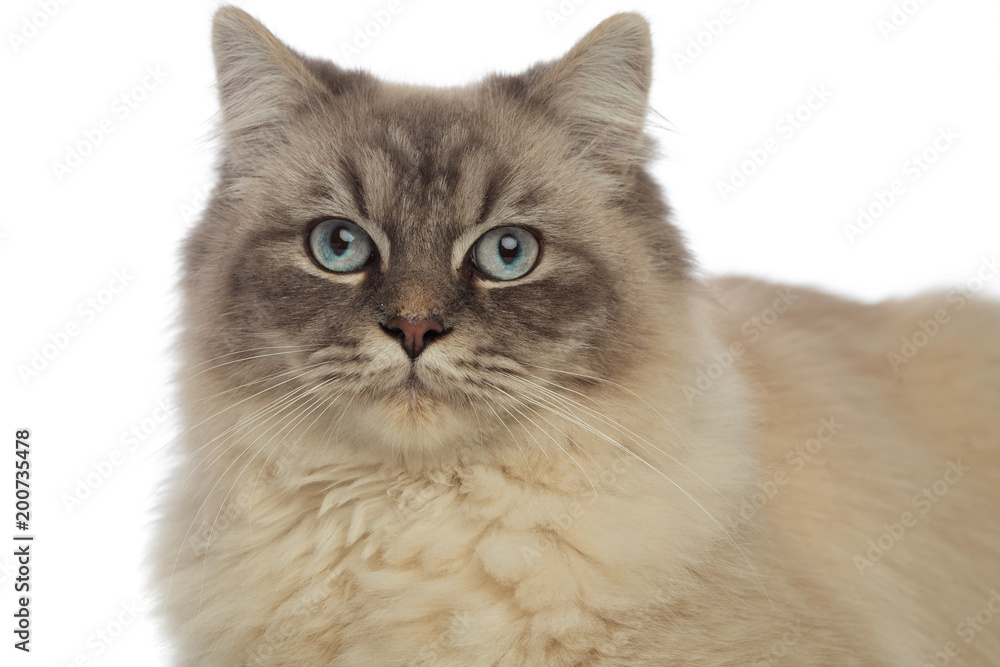 close up of adorable cat with grey eyes and fur