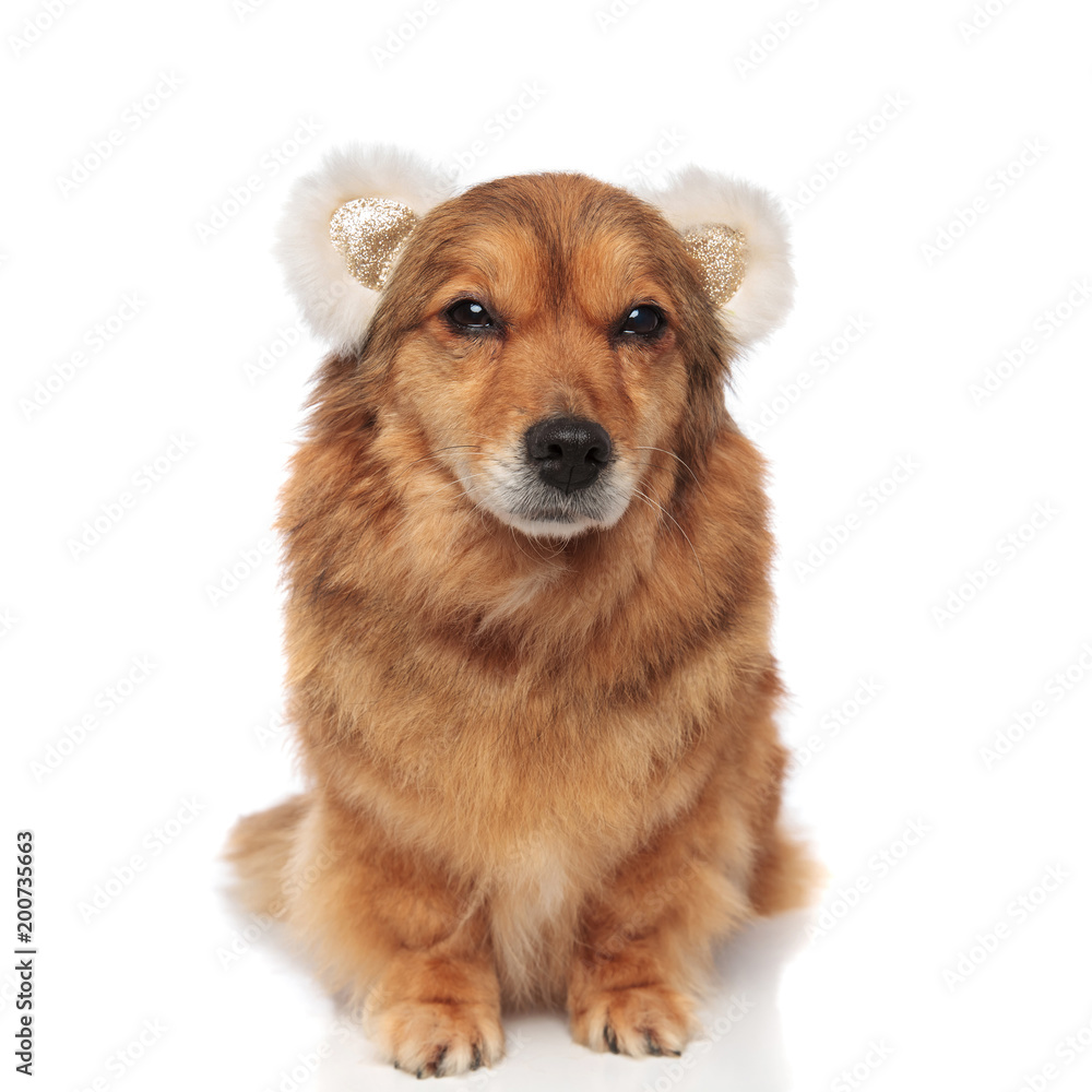funny seated brown dog with bear ears headband