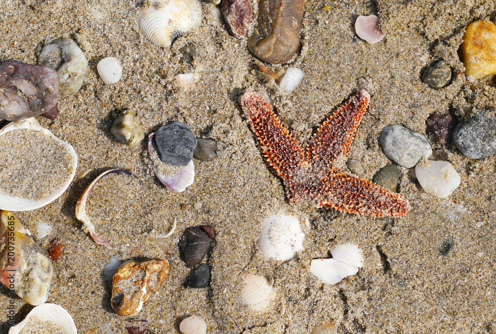 Different empty sea shells and starfish on sand in Marmara Sea. Different empty sea shells and starfish on sand in Marmara Sea.