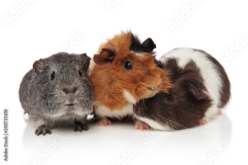 three lovely guinea pigs playing