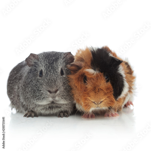 two lovely grey and brown with black guinea pigs