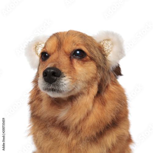 brown pup wearing bear ears headband looks up to side