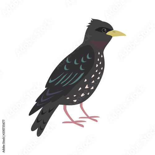 Foto Cartoon starling icon on white background.