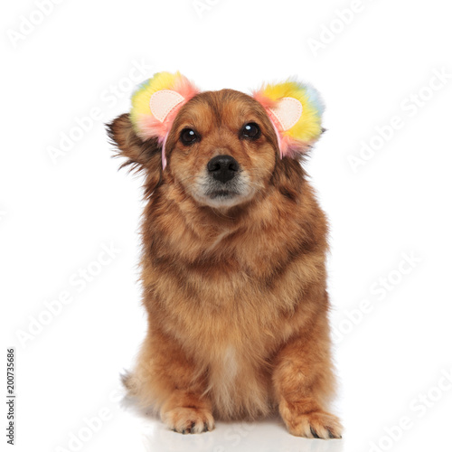 brown metis dog looking funny with colored ears headband