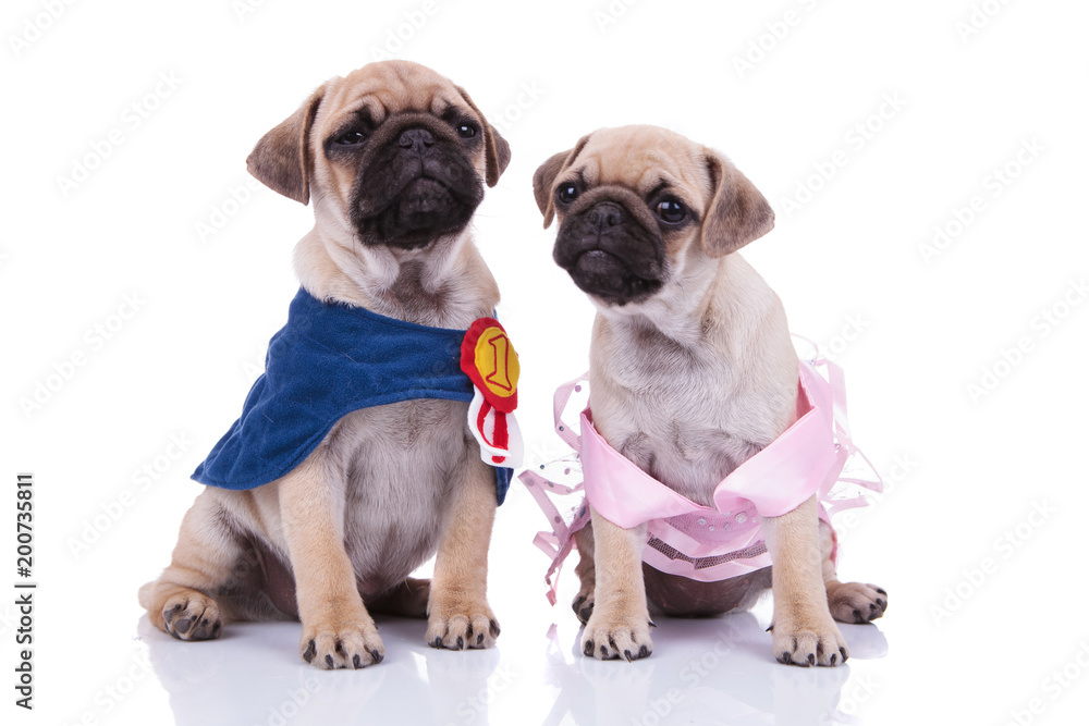 adorable seated pug couple looking in different directions