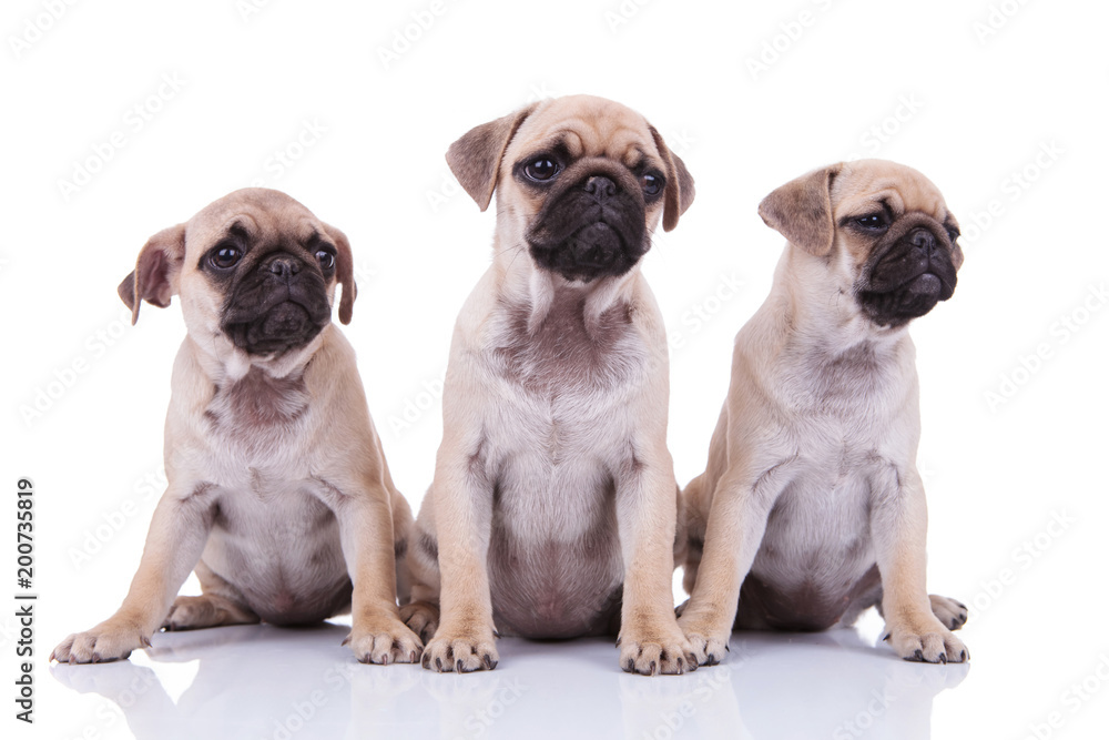 Obraz premium three adorable sad pugs looking to side while sitting