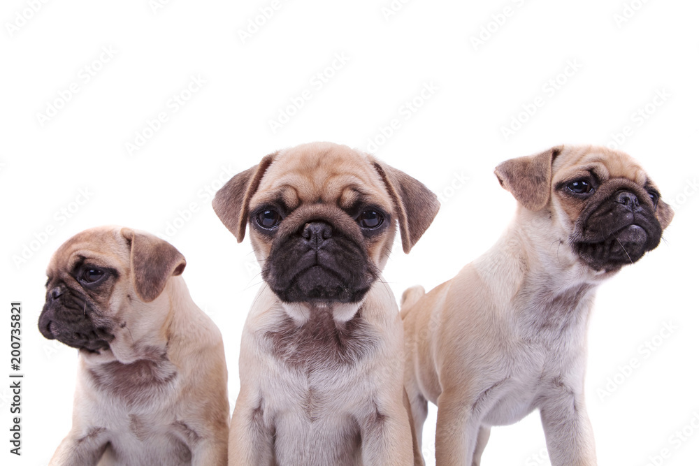 close up of adorable pug group of three close up of adorable pug group of three