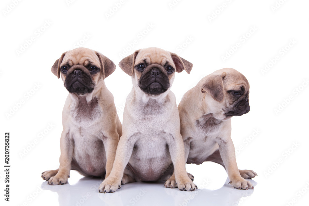 Fototapeta premium three cute seated pug puppies with one looking to side