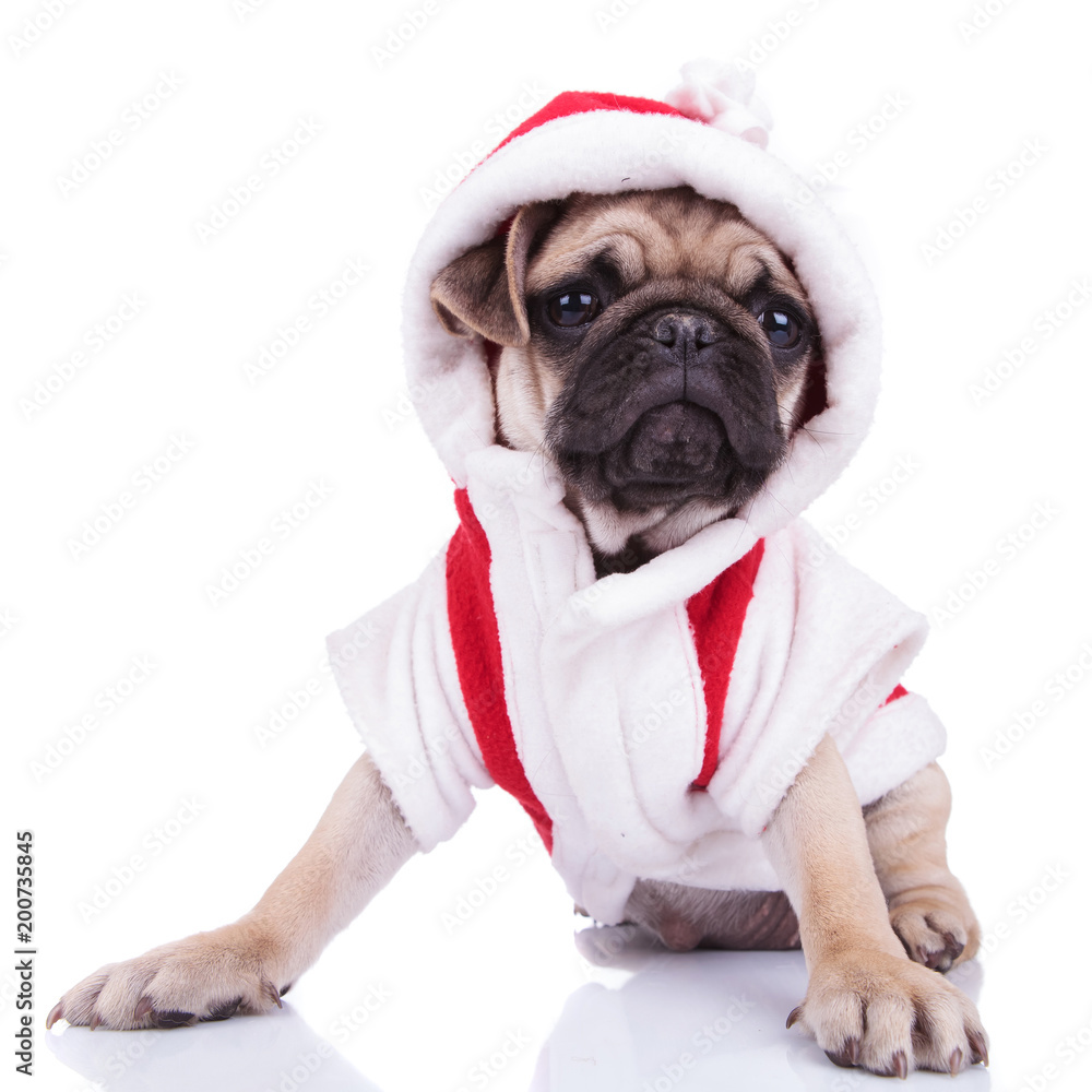 seated pug wearing santa costume looks to side
