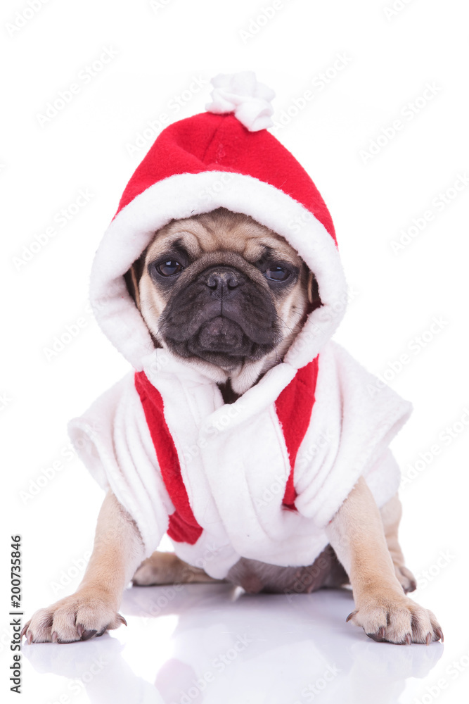 adorable santa pug puppy is ready for christmas adorable santa pug puppy is ready for christmas