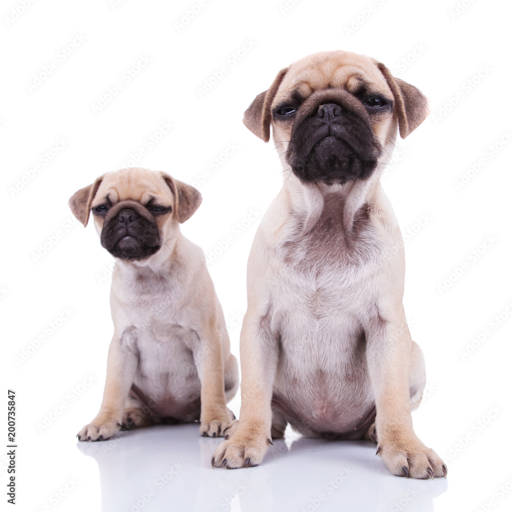 two very skeptical pug puppies  sitting