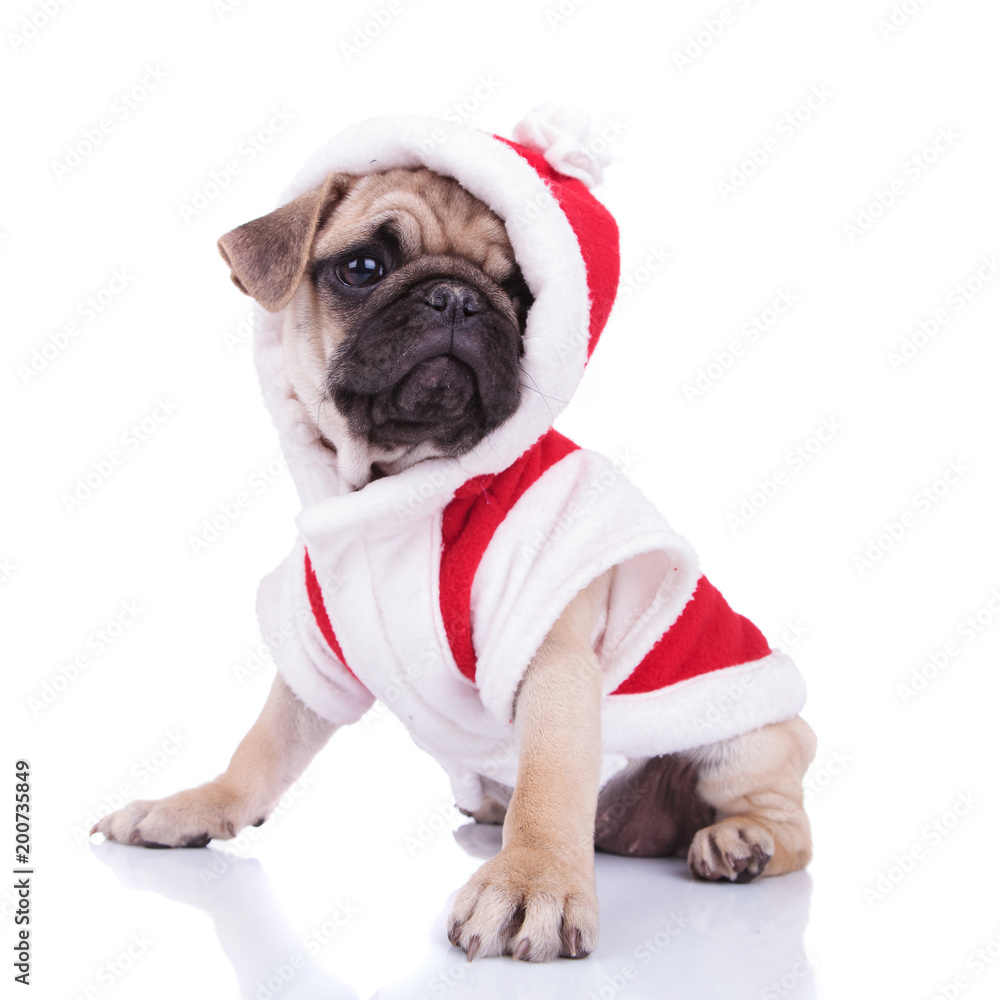 side view of adorable santa pug looking to side