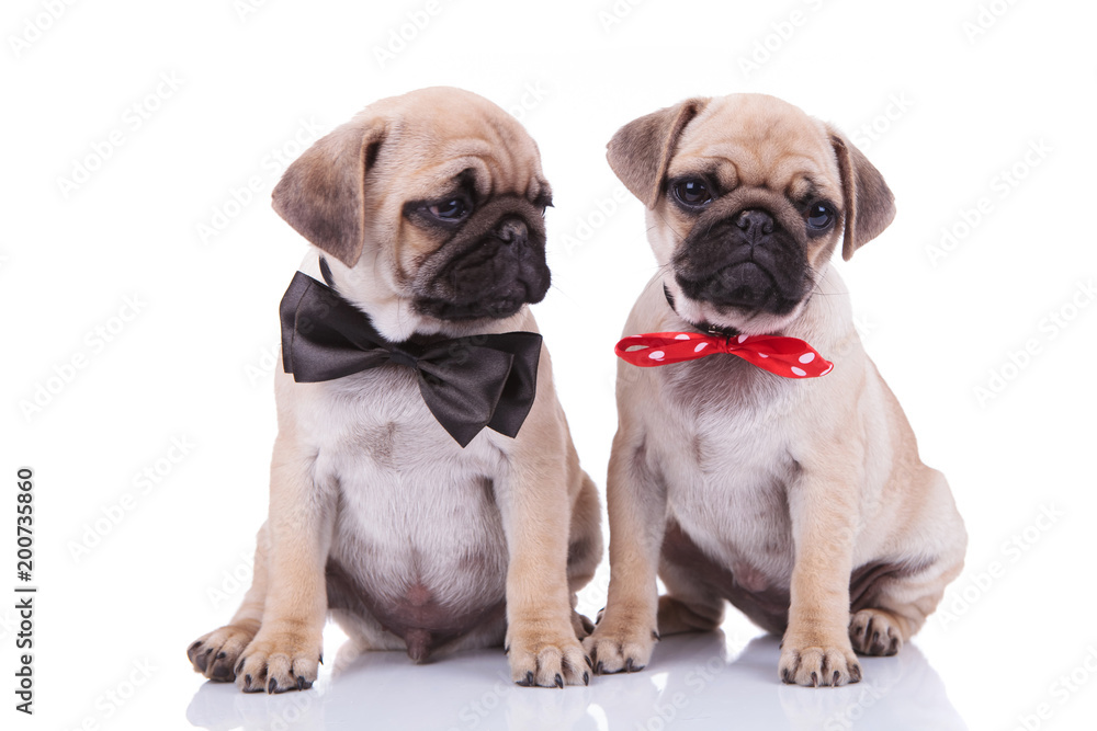 classy seated pug couple wearing adorable bowties