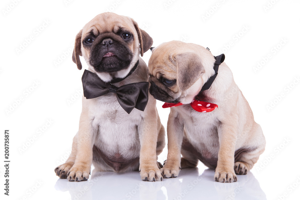 two little sad adorable pug puppies with bowties