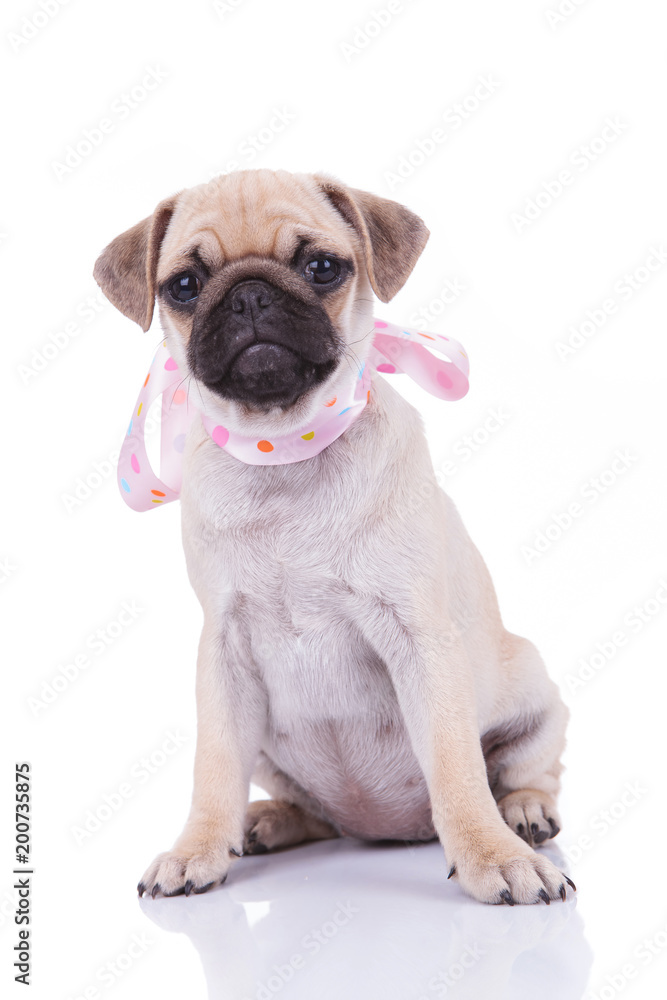 cute seated pug wearing a scarf with colorful dots
