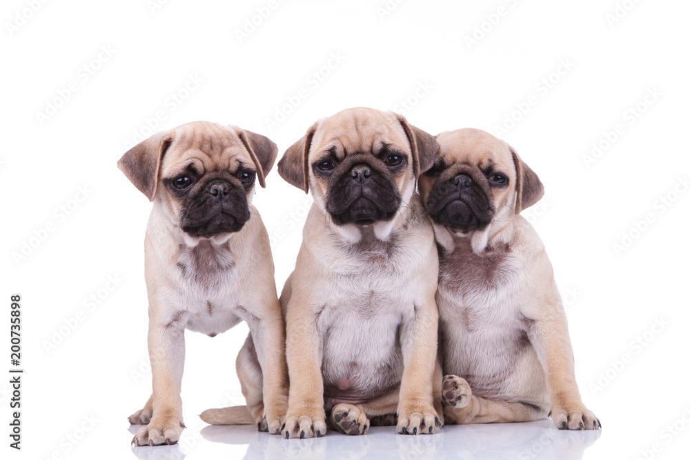 three adorable pug friends looking sad and depressed