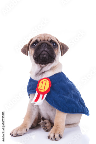 Fototapeta Naklejka Na Ścianę i Meble -  superhero pug is being number one