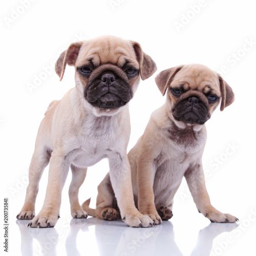 adorable curious  pug couple sitting together