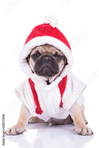adorable santa pug puppy is ready for christmas © Viorel Sima