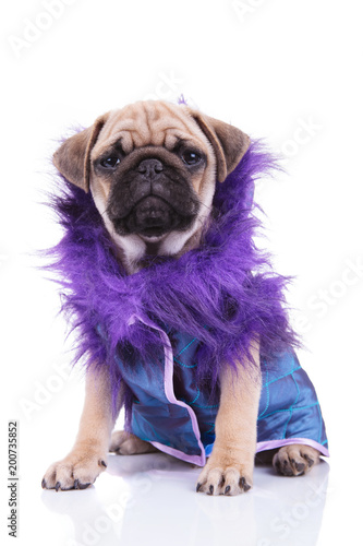 фотографія funny seated pug in blue coat with purple furry collar