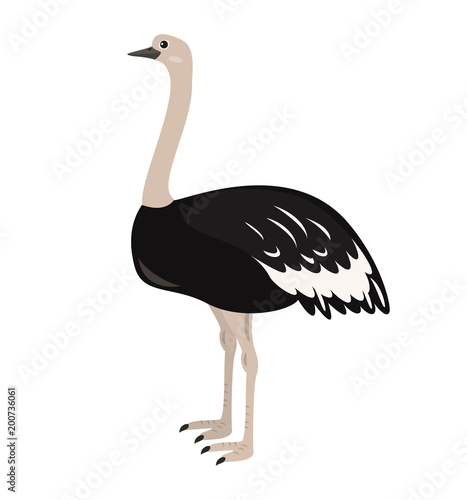 Cartoon ostrich icon on white background.