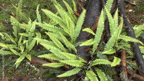 Rain in the forest: drops fall on bushes of the plant Christmas Fern (Polystichum acrostichoides). photo