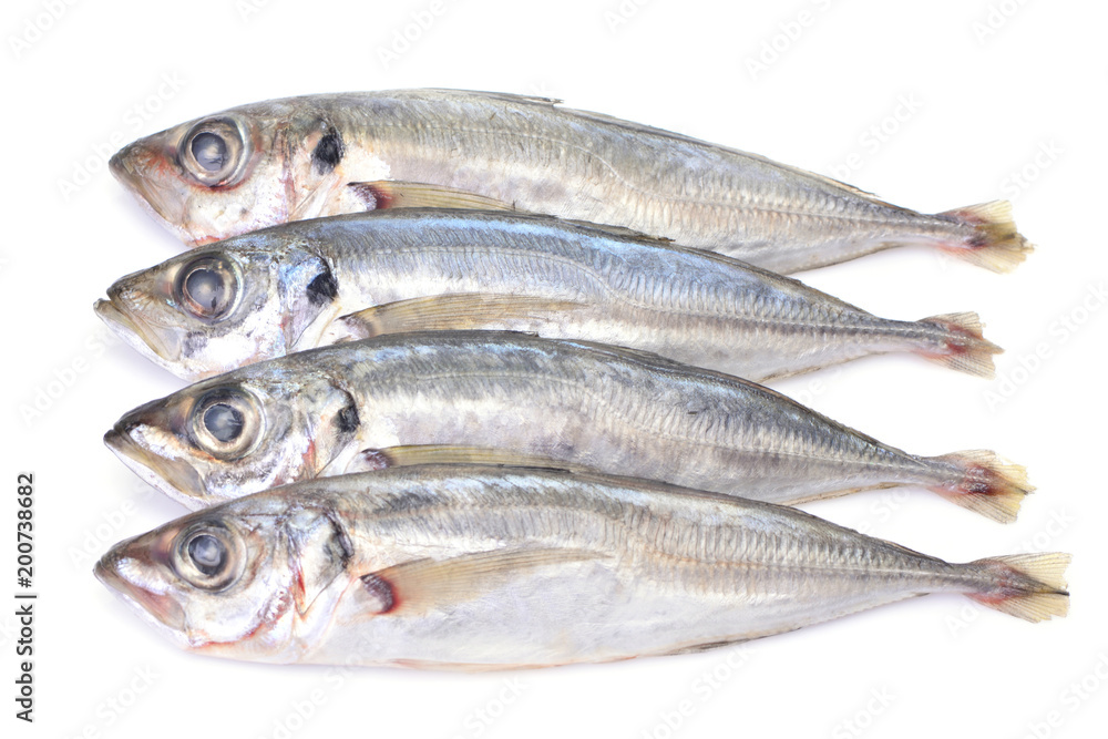 Fish horse mackerel