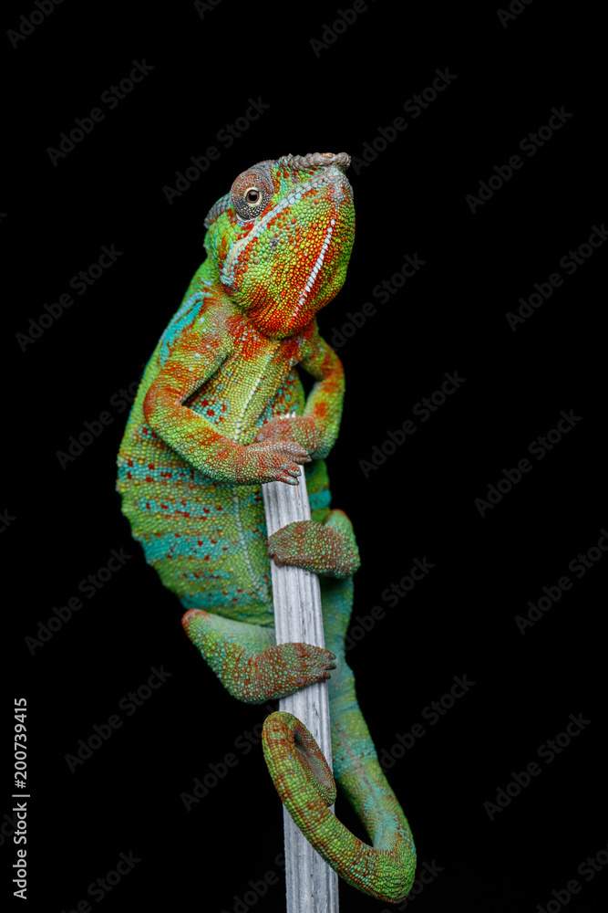 Naklejka premium alive chameleon reptile