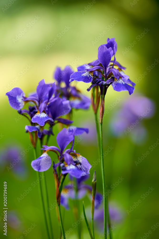 Northern blue flag iris blooming Northern blue flag iris blooming