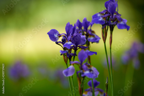 Fototapeta Naklejka Na Ścianę i Meble -  Northern blue flag iris blooming