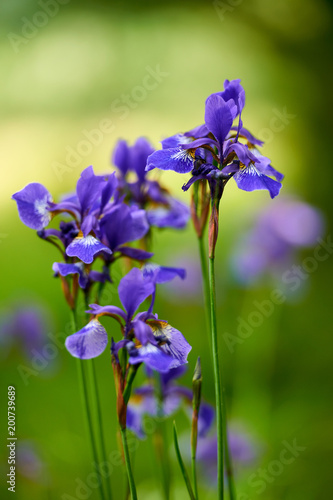 Fototapeta Naklejka Na Ścianę i Meble -  Northern blue flag iris blooming