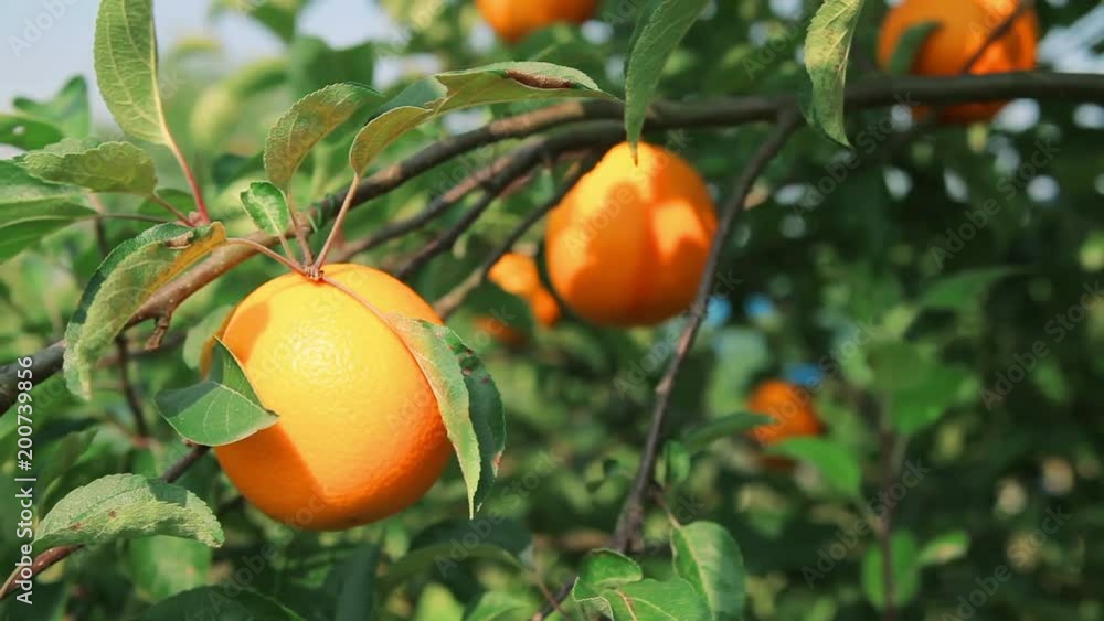 Ripe juicy orange on orange tree branch Ripe juicy orange on orange tree branch
