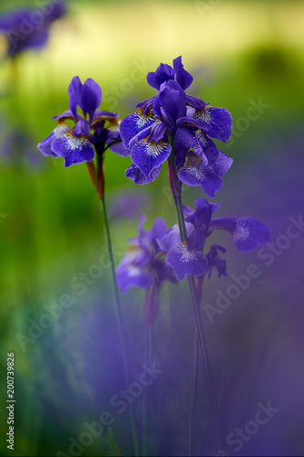Fototapeta Naklejka Na Ścianę i Meble -  Northern blue flag iris blooming