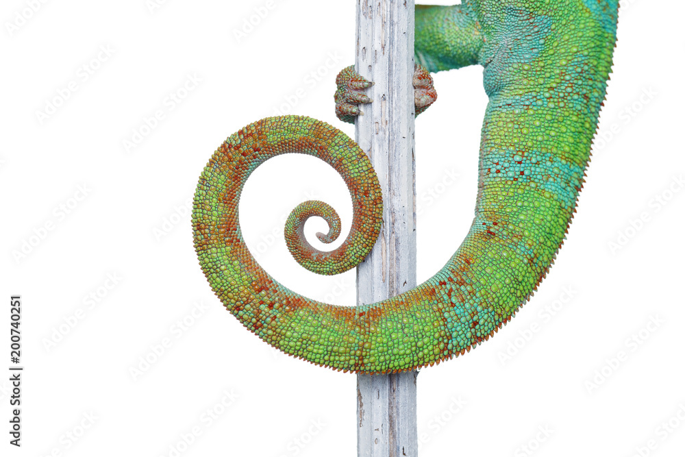 Naklejka premium alive chameleon reptile tail
