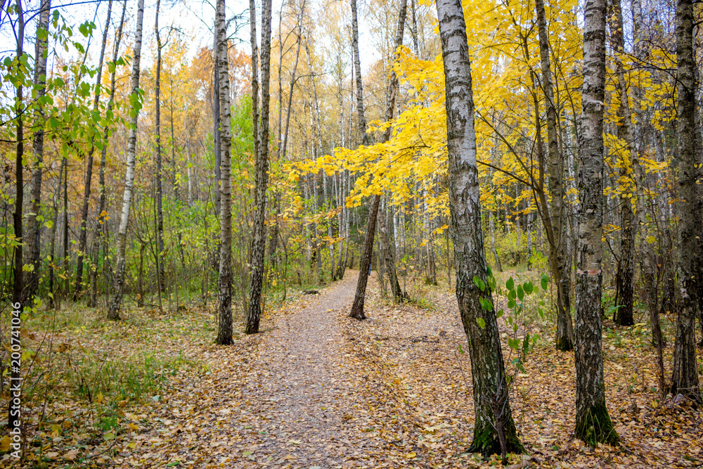 A winding path between the trees in a mixed forest in autumn
