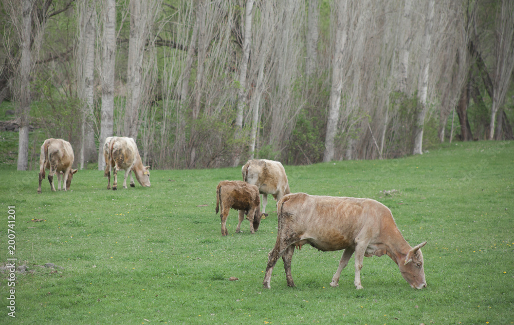 Cows are Grazing in Green Grass Field Cows are Grazing in Green Grass Field