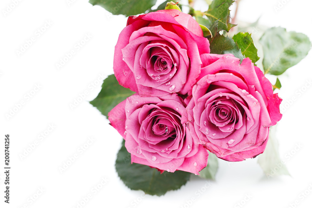 pink roses isolated on white pink roses isolated on white