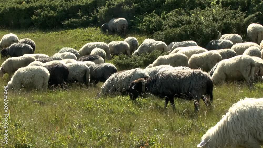 Herd of sheep, ringing bells, grazing on a mountainside. Herd of sheep, ringing bells, grazing on a mountainside.