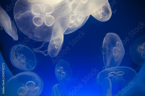 Fototapeta Naklejka Na Ścianę i Meble -  Jellyfish on a blue background