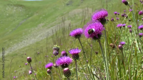 Flowering plants of thistle (Círsium sp.). photo