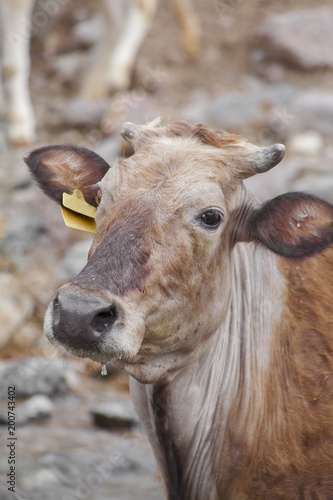 A Cow Looking into Camera Drops on Its Mouth