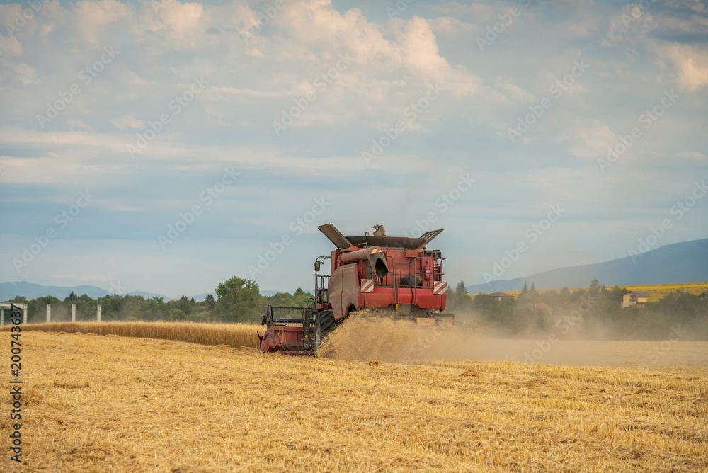 Obraz premium Combine harvesting the field of wheat on a sunset.