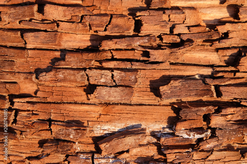 Fotografie Texture of the old wooden with brown fissured rot close-up
