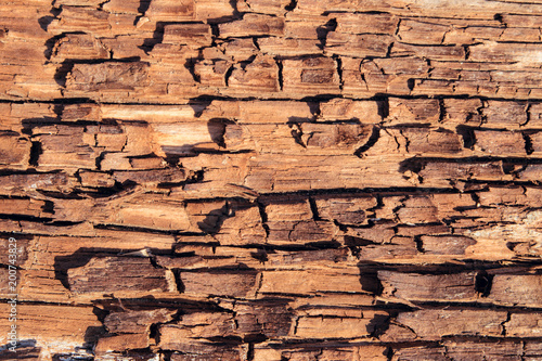 Fotografie Texture of the old wooden with brown fissured rot