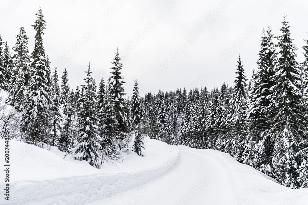 Obraz premium Winter forest in Norway