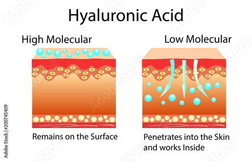 Vector illustration with Hyaluronic acid in skin-care products. Low molecular and High molecular.