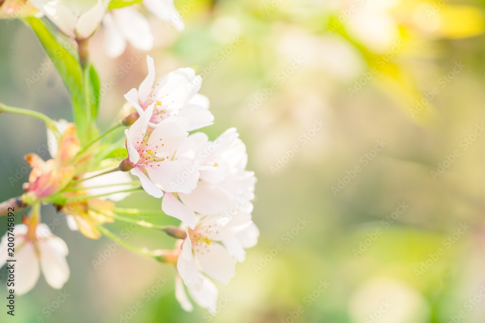 Blühende Japanische Kirschblüten im Frühling