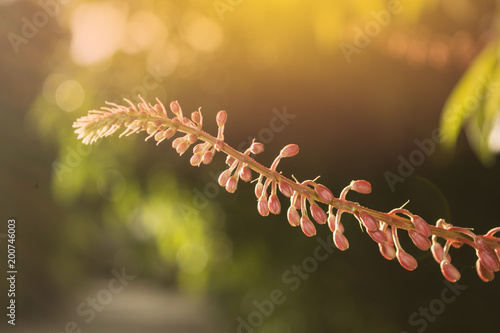 Bauhinia strychnifolia Craib flower