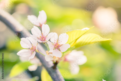 Japanische Kirschblüten im Frühling 